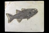 Uncommon Fish Fossil (Mioplosus) - Wyoming #163419-1